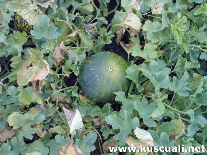 KÖY FOTOĞRAFLARI
