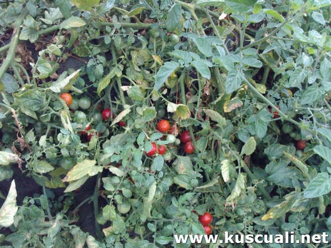 KÖY FOTOĞRAFLARI