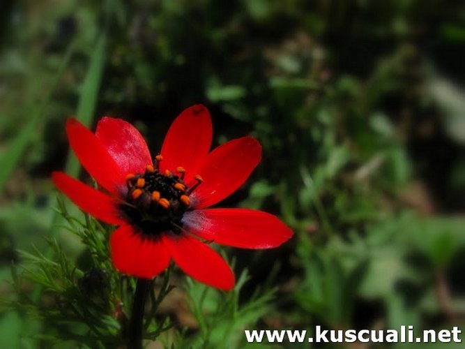 KÖY FOTOĞRAFLARI
