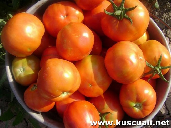 KÖY FOTOĞRAFLARI