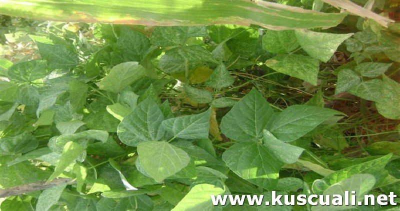 KÖY FOTOĞRAFLARI