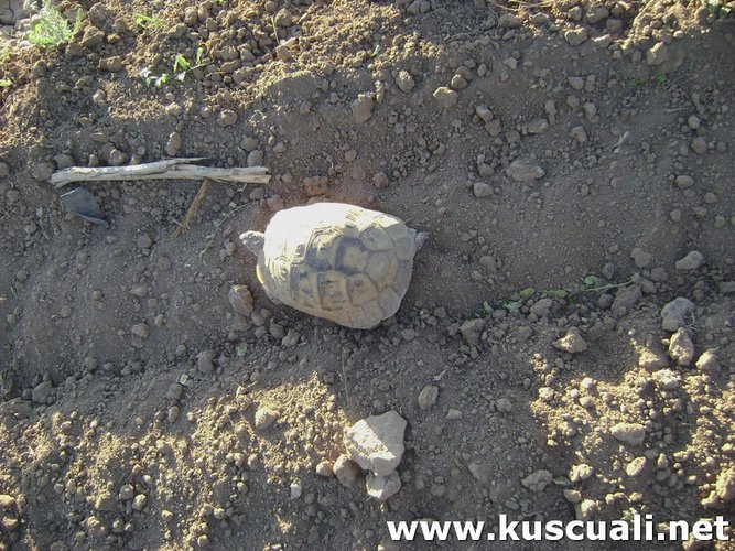 KÖY FOTOĞRAFLARI