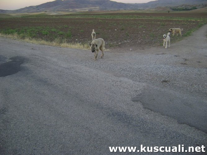 KÖY FOTOĞRAFLARI