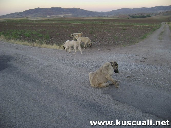KÖY FOTOĞRAFLARI