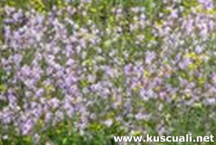 KÖY FOTOĞRAFLARI