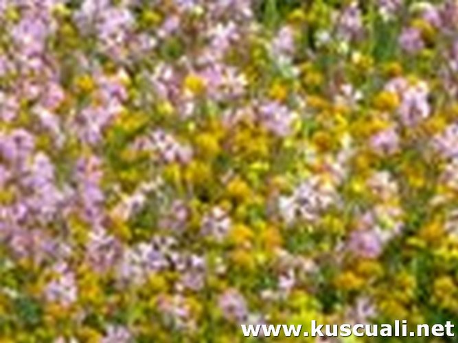 KÖY FOTOĞRAFLARI