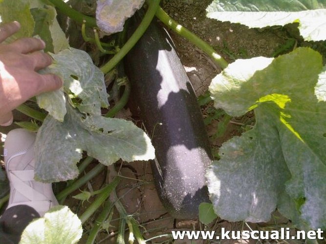KÖY FOTOĞRAFLARI