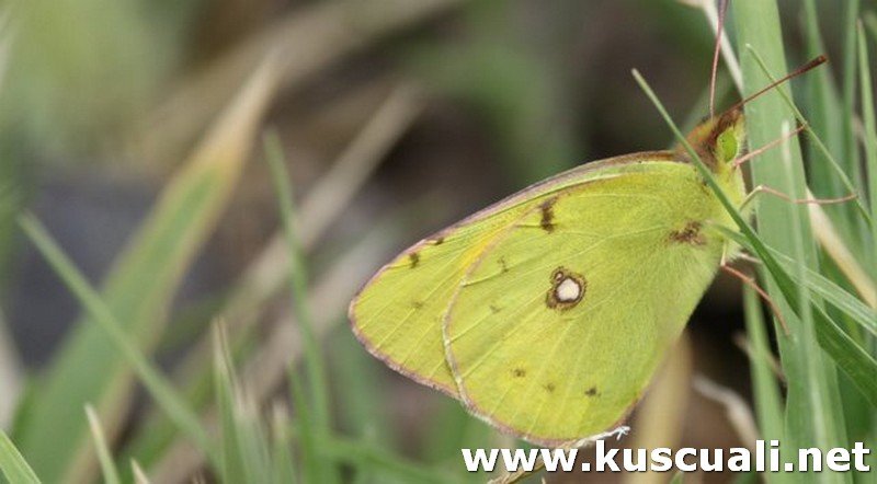 KÖY FOTOĞRAFLARI