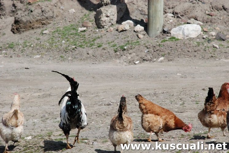 KÖY FOTOĞRAFLARI