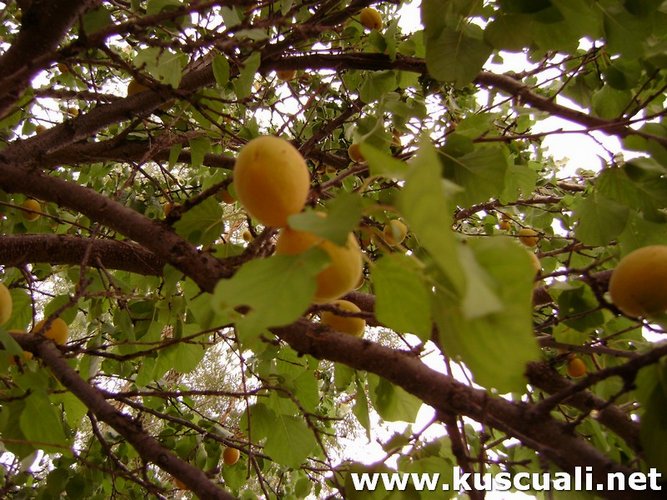 KÖY FOTOĞRAFLARI
