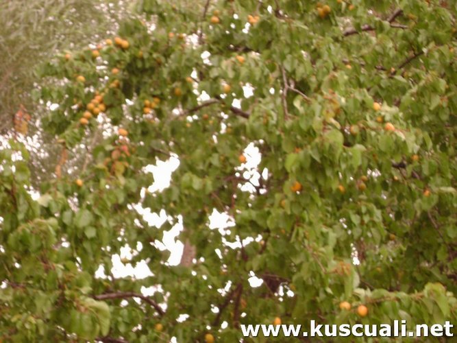 KÖY FOTOĞRAFLARI
