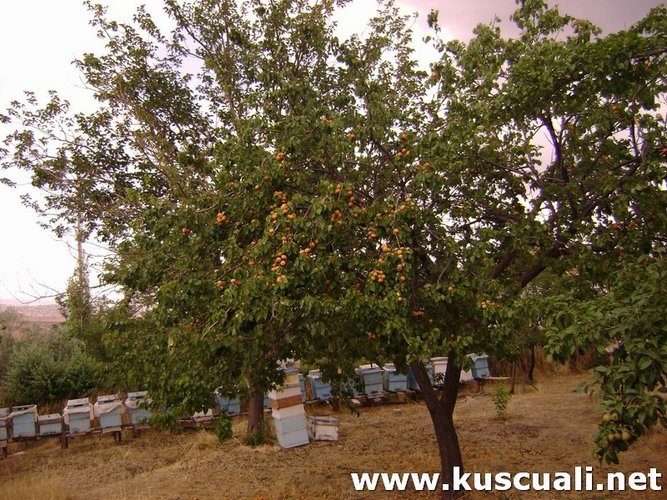 KÖY FOTOĞRAFLARI
