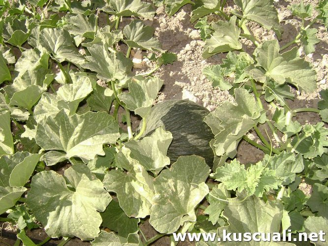 KÖY FOTOĞRAFLARI