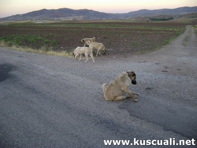 KÖY FOTOĞRAFLARI