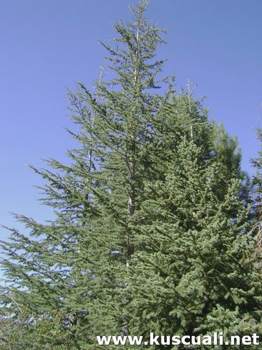 KÖY FOTOĞRAFLARI